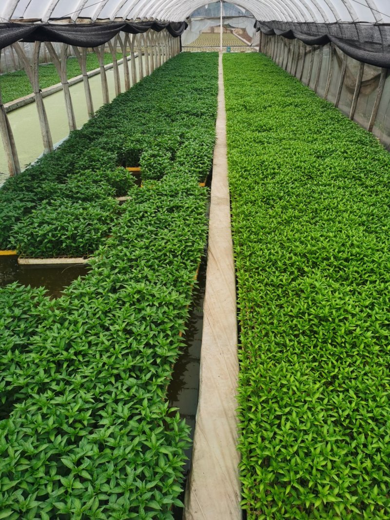 辣椒苗，供应1000万株，发票可开，欢迎咨询