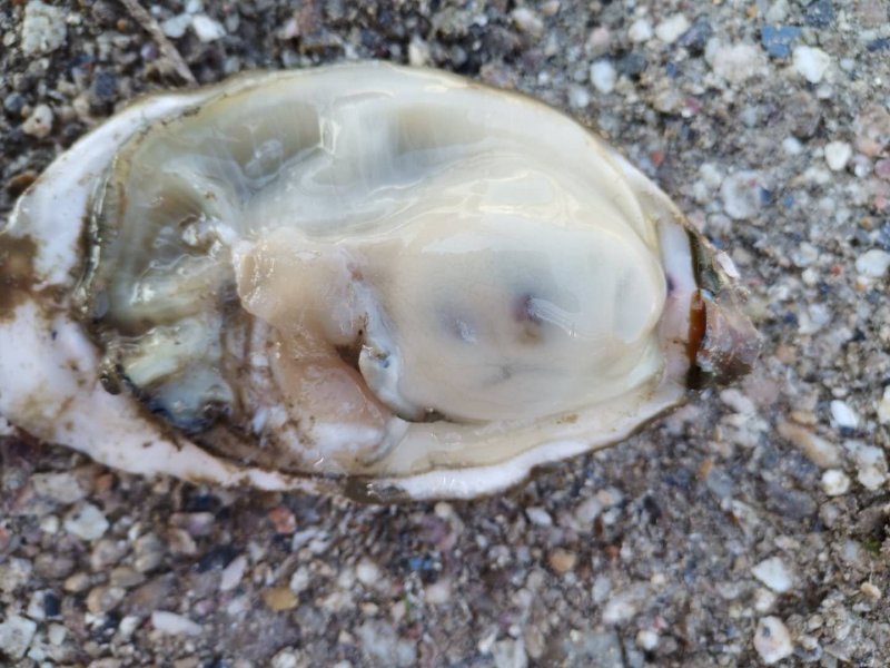 2-5两大蚝通货水洗牡蛎大连生蚝非乳山湛江蚝