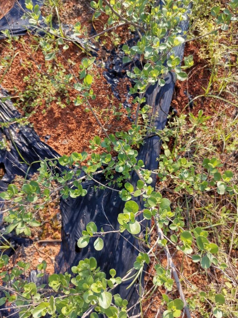 江西单叶蔓荆子苗，高产易管理。支持线上保障交易，基地直供
