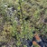 江西单叶蔓荆子苗，高产易管理。支持线上保障交易，基地直供