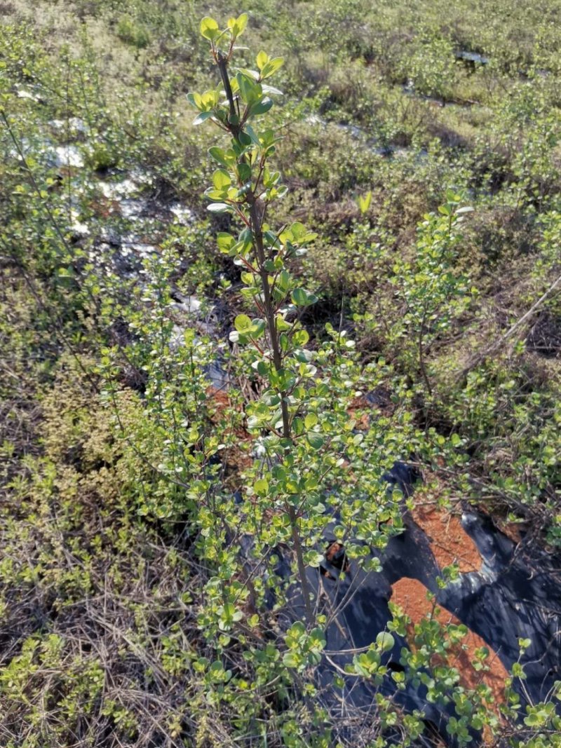 江西单叶蔓荆子苗，高产易管理。支持线上保障交易，基地直供