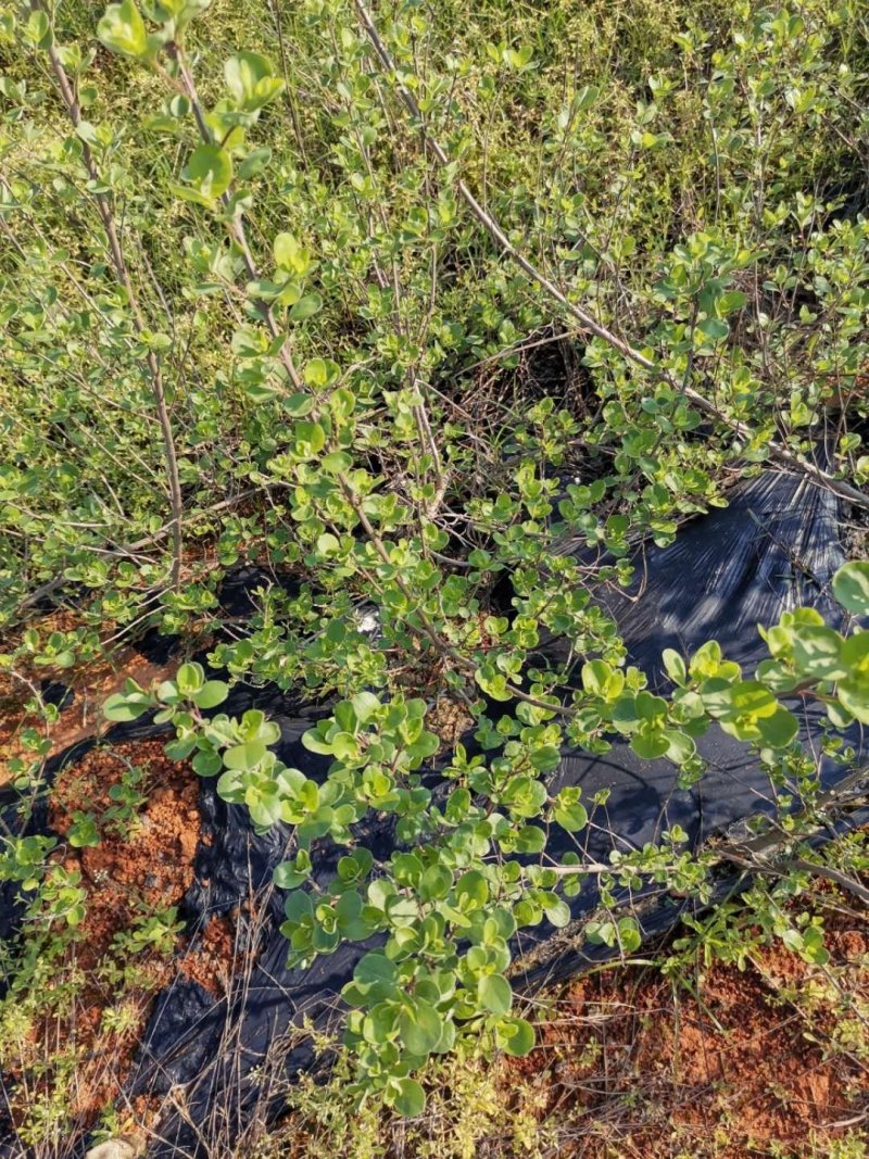 江西单叶蔓荆子苗，高产易管理。支持线上保障交易，基地直供