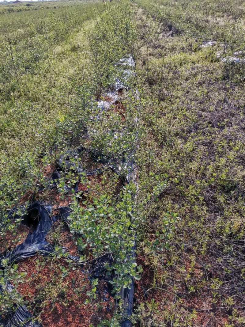 江西单叶蔓荆子苗，高产易管理。支持线上保障交易，基地直供