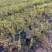 江西单叶蔓荆子苗，高产易管理。支持线上保障交易，基地直供