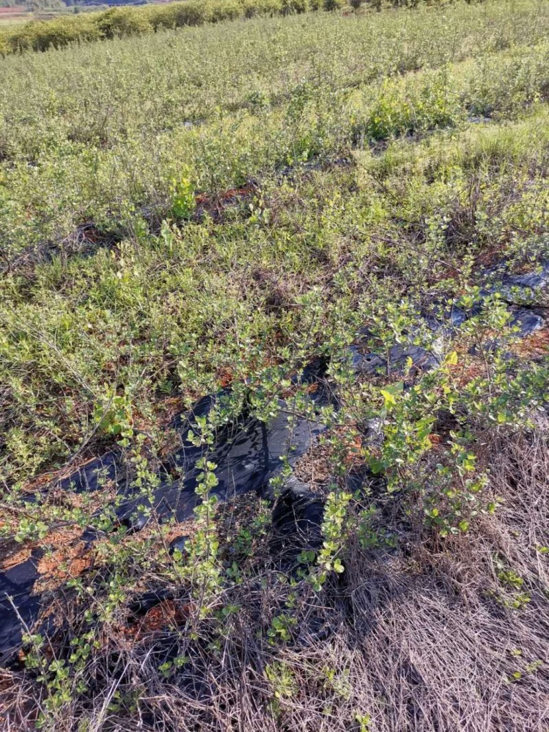 江西单叶蔓荆子苗，高产易管理。支持线上保障交易，基地直供