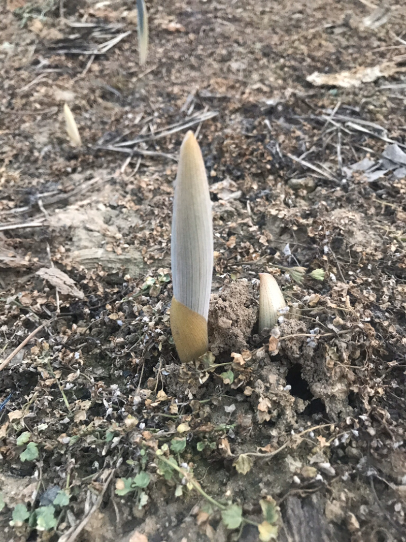 野生新鲜鸡头黄精种苗2-3年种植苗黄精种子成活率高