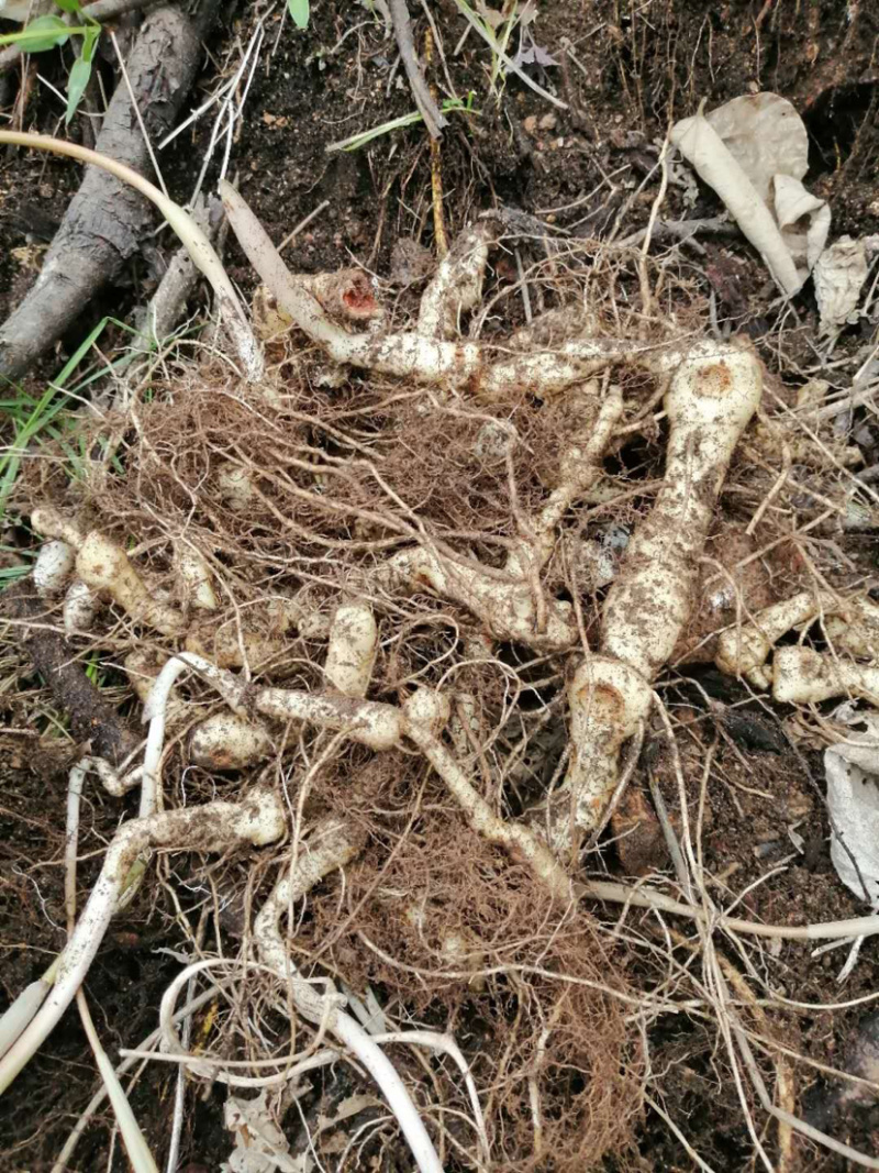 野生新鲜鸡头黄精种苗2-3年种植苗黄精种子成活率高