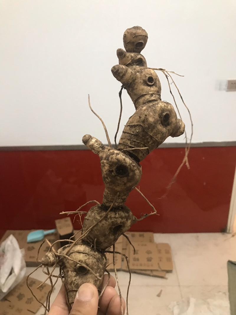 野生新鲜鸡头黄精大块茎4-8年生长药效好