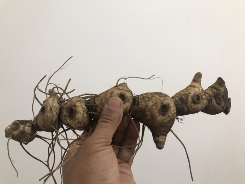 野生新鲜鸡头黄精大块茎4-8年生长药效好