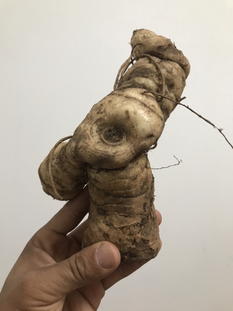 野生新鲜鸡头黄精大块茎4-8年生长药效好