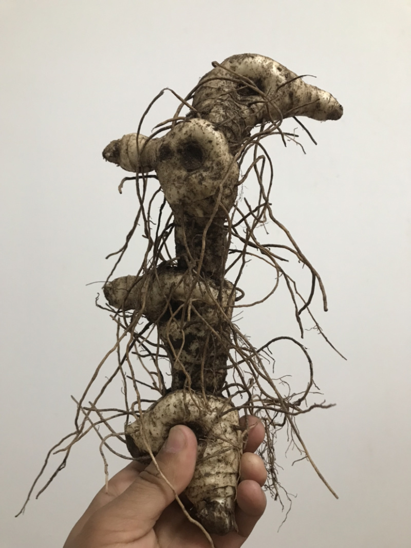 野生新鲜鸡头黄精大块茎4-8年生长药效好