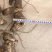 野生新鲜鸡头黄精大块茎4-8年生长药效好