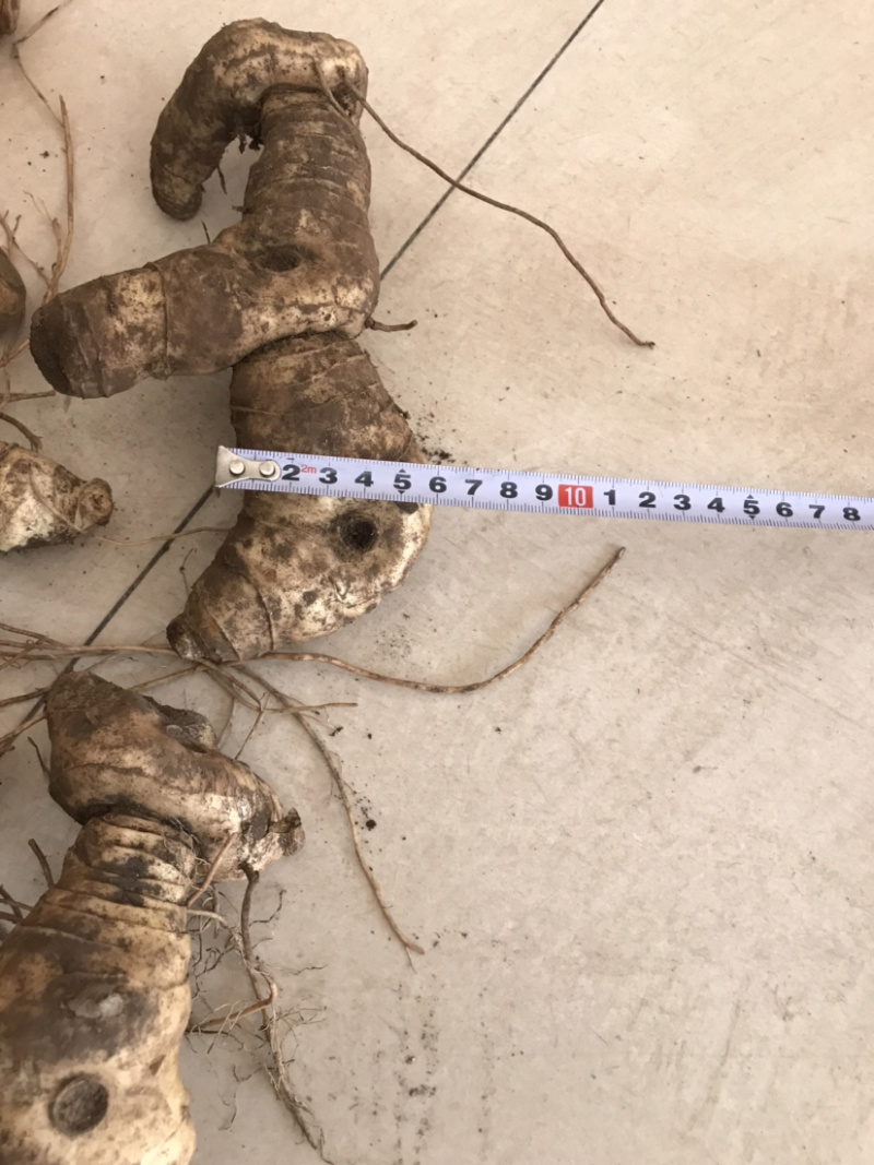 野生新鲜鸡头黄精大块茎4-8年生长药效好