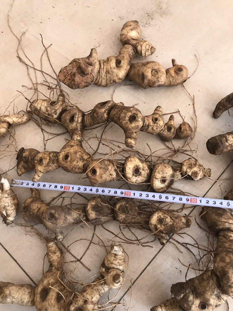 野生新鲜鸡头黄精大块茎4-8年生长药效好
