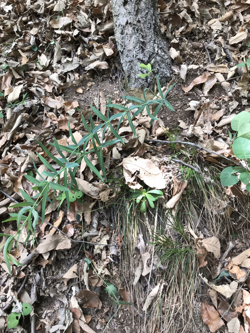 野生新鲜鸡头黄精大块茎4-8年生长药效好