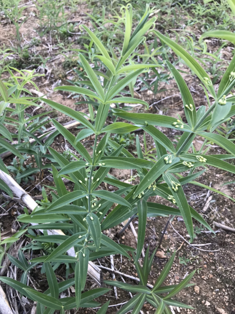 野生新鲜鸡头黄精大块茎4-8年生长药效好