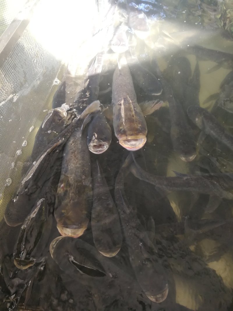 仙人泉水瘦身鱼