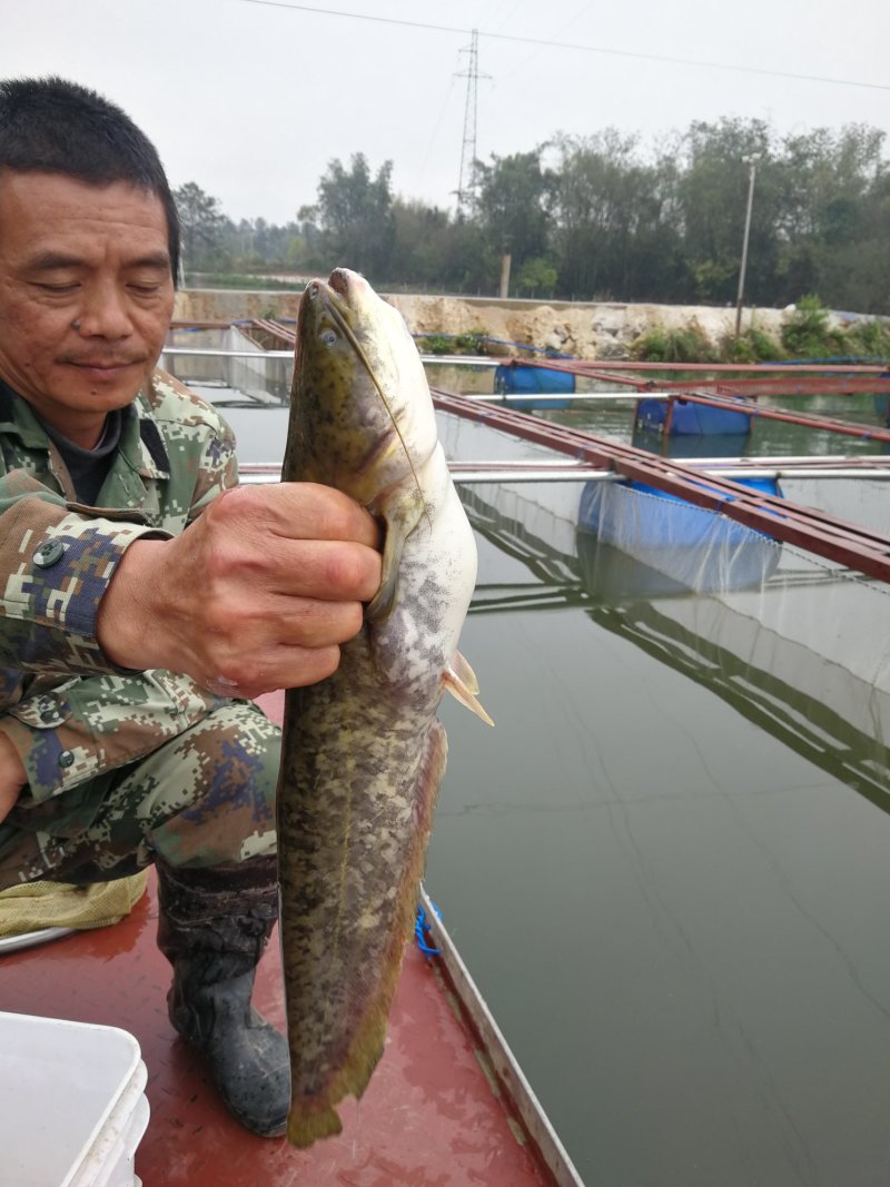 仙人泉水瘦身鱼