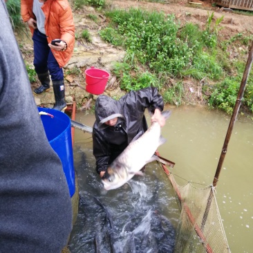 仙人泉水瘦身鱼