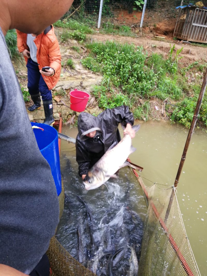 仙人泉水瘦身鱼