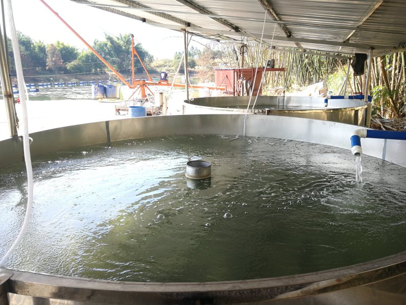 仙人泉水瘦身鱼