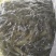 仙人泉水瘦身鱼