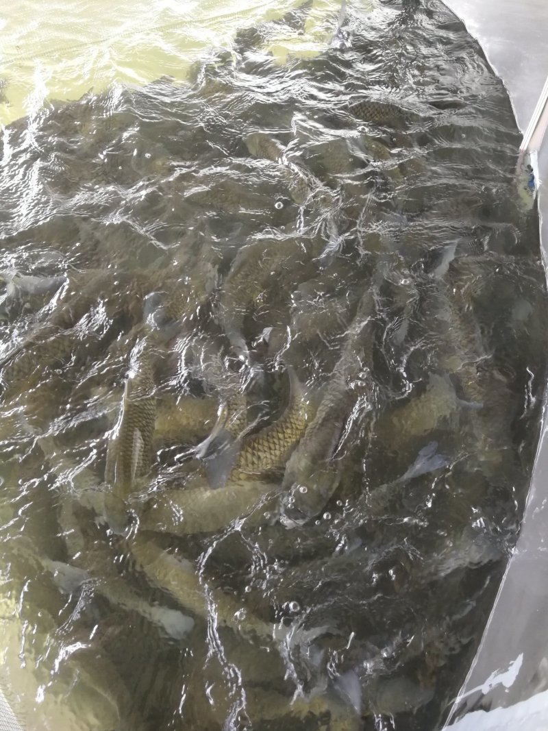 仙人泉水瘦身鱼
