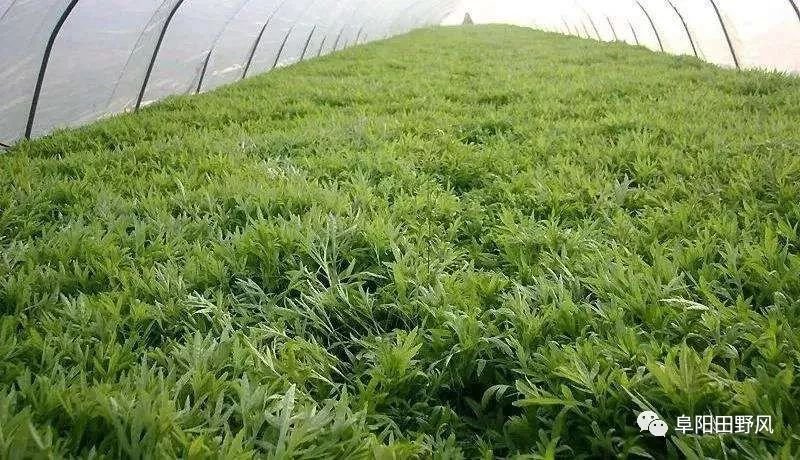 新村芦蒿