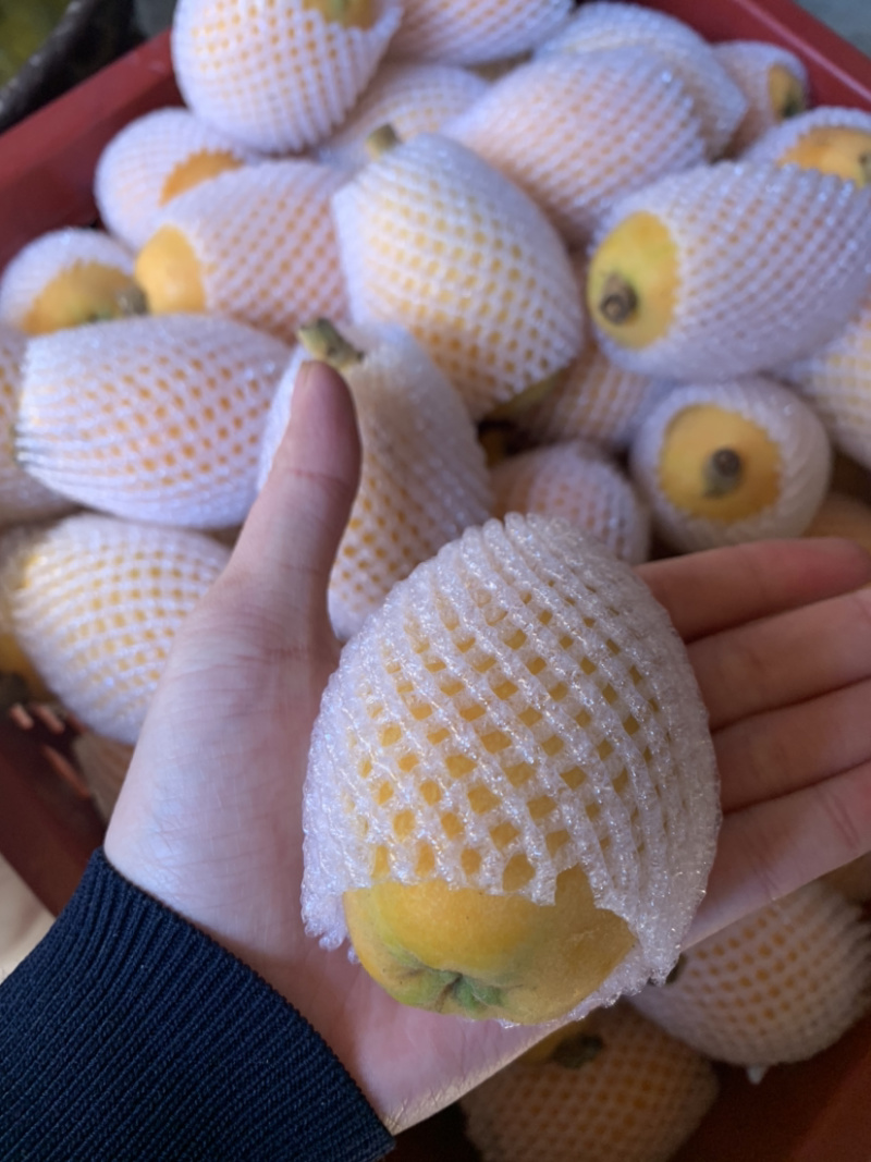 一都枇杷，巴掌大枇杷，多汁，一百多克