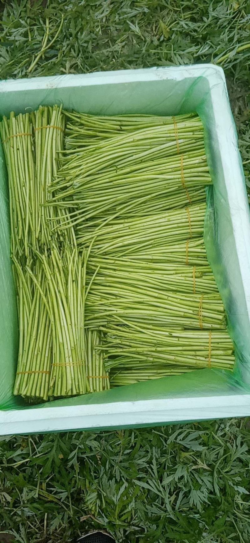 新村芦蒿