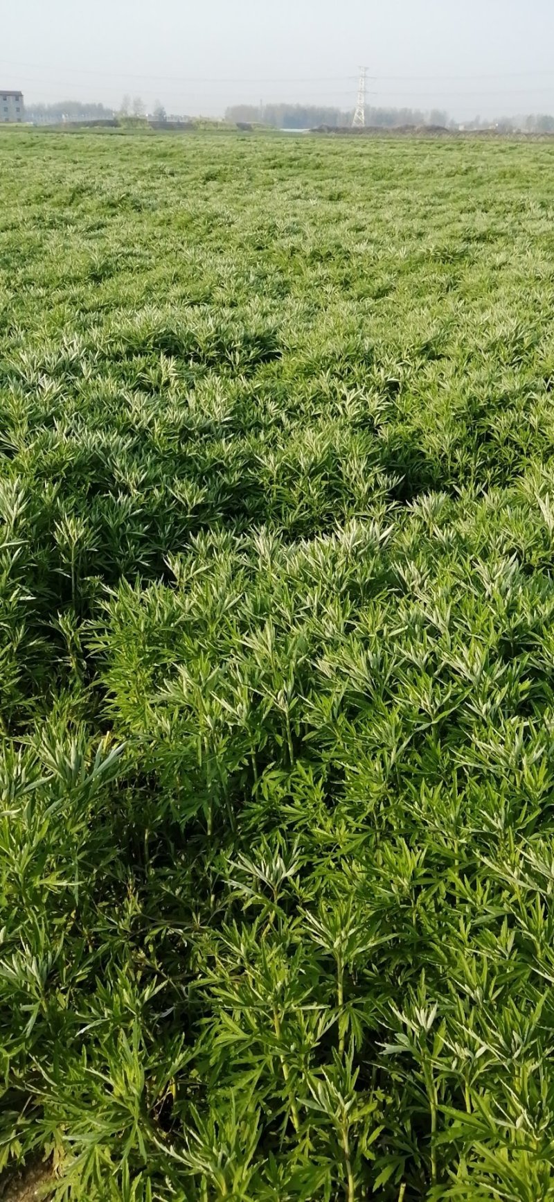 新村芦蒿