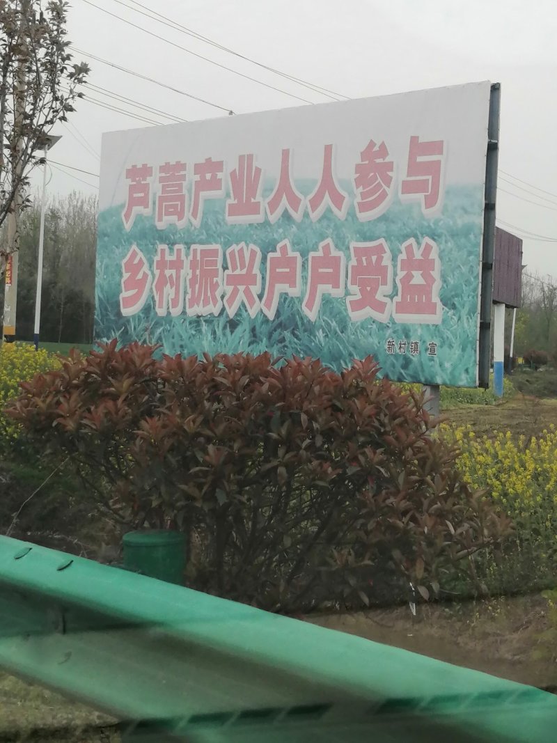 新村芦蒿