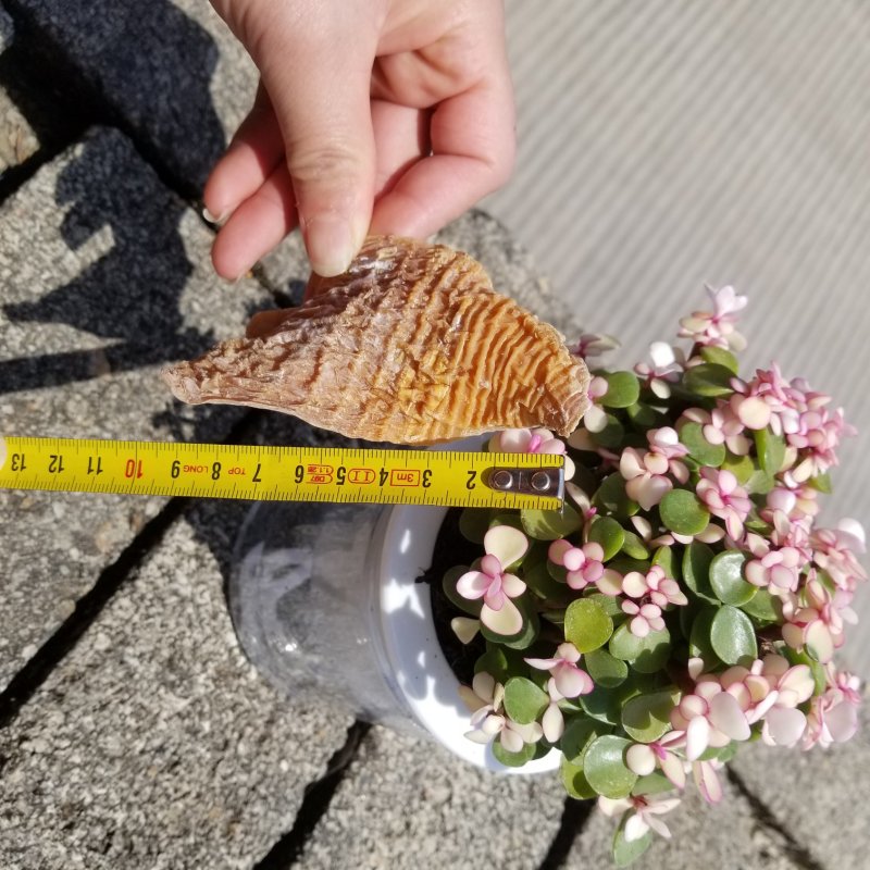 【海量货源】笋干笋干特价包邮干笋衣场地直发一条龙服务