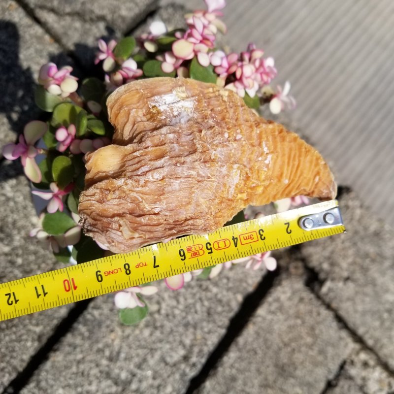 【海量货源】笋干笋干特价包邮干笋衣场地直发一条龙服务