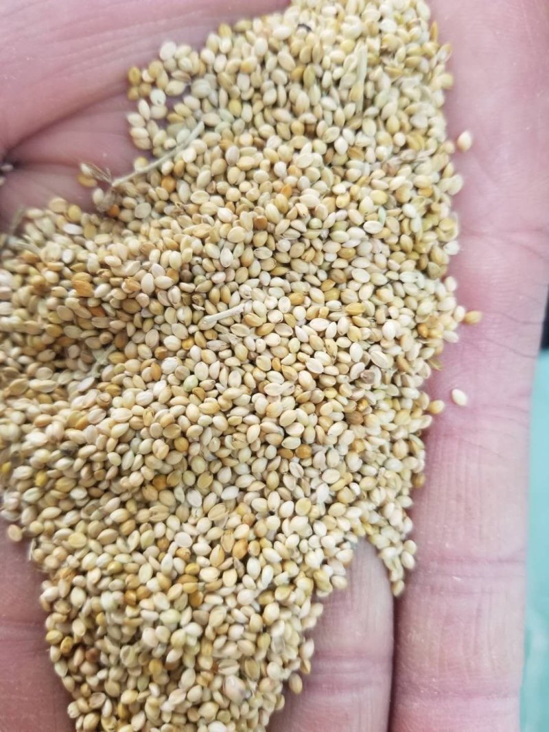 荞麦渣，杂粮碎渣子，莜麦渣碎小米，适合养殖厂用，代替玉米