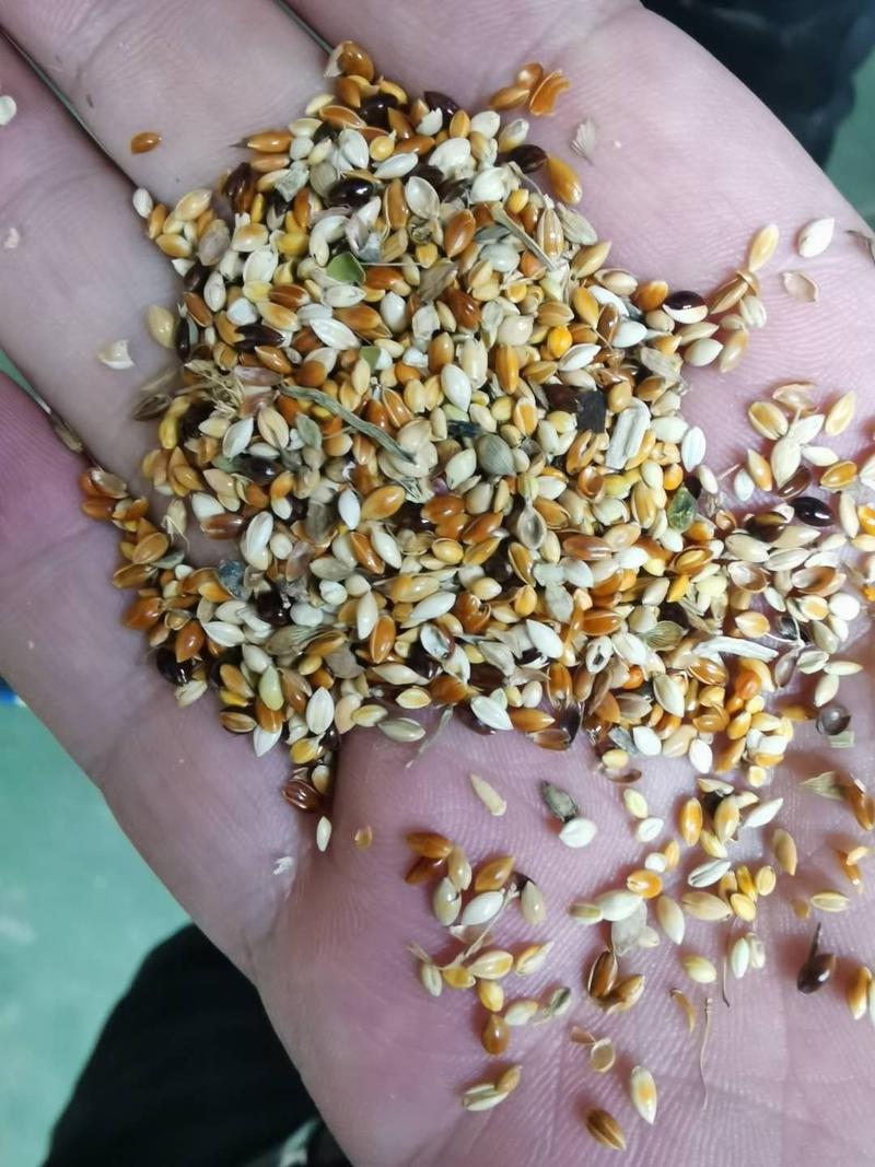 荞麦渣，杂粮碎渣子，莜麦渣碎小米，适合养殖厂用，代替玉米
