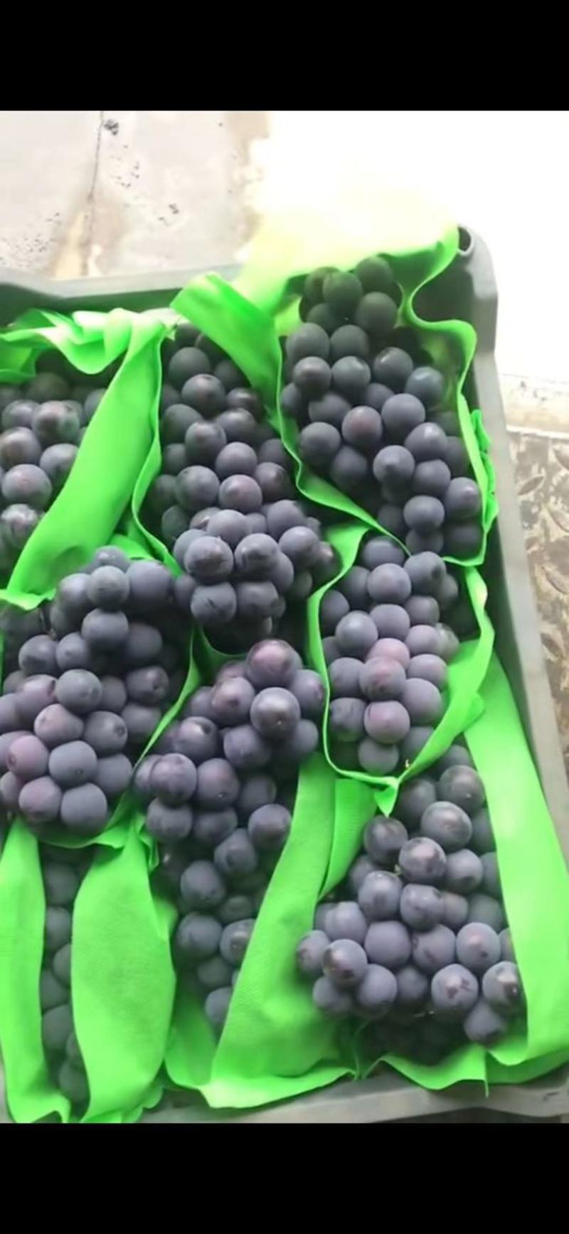 京亚葡萄，黑葡萄早熟海量货源