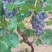 京亚葡萄，140黑葡萄早熟海量货源