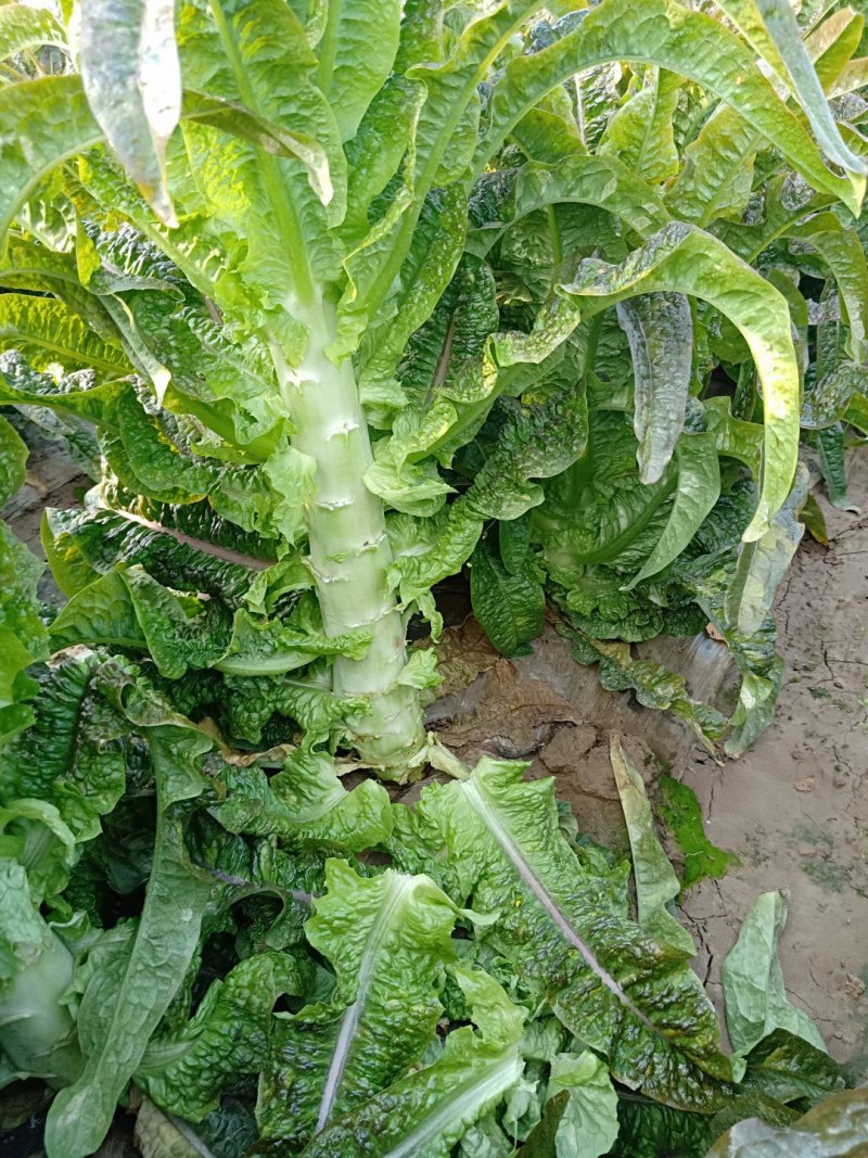 莴苣大量上市，支持全国发货，欢迎来电。