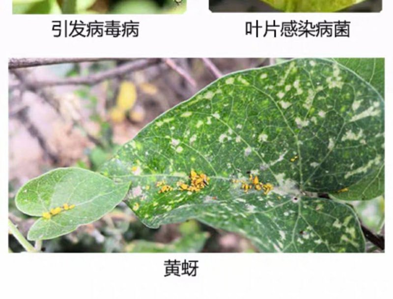 20%溴氰吡虫啉杀虫剂蚜虫蓟马叶蛾菜青食心虫粉虱木虱叶螟
