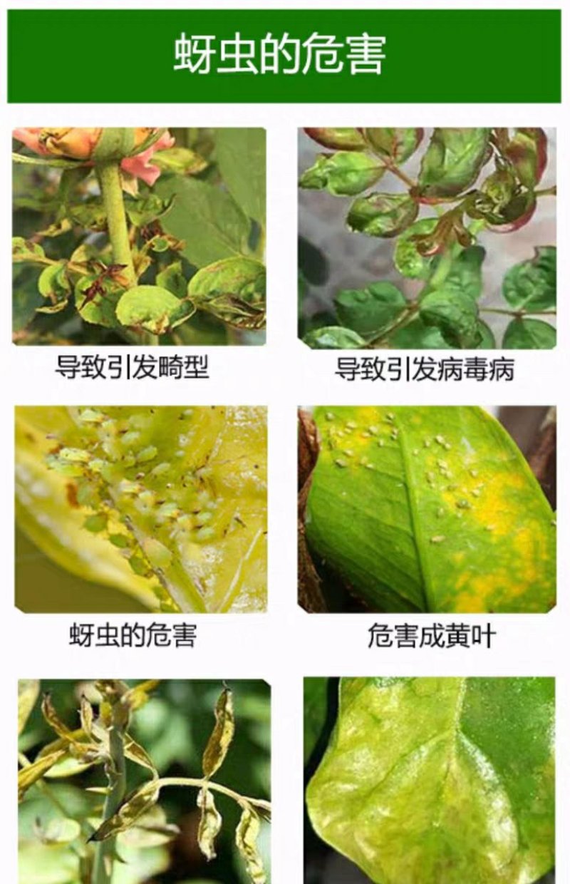 20%溴氰吡虫啉杀虫剂蚜虫蓟马叶蛾菜青食心虫粉虱木虱叶螟