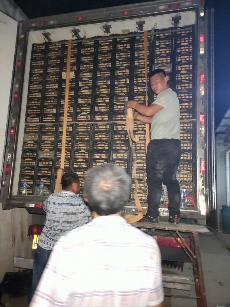 新品京亚葡萄产地直发实力代办王元元