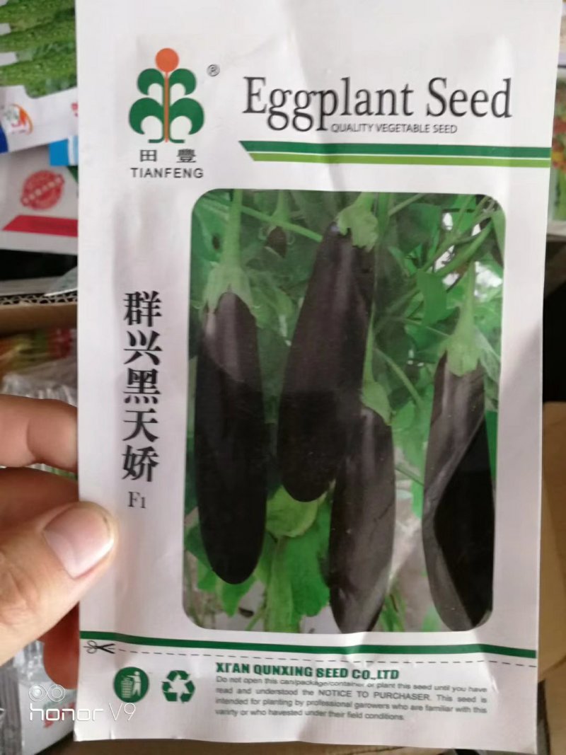 超亮黑将军茄子种子紫黑皮光泽特亮，亩产可达三万斤