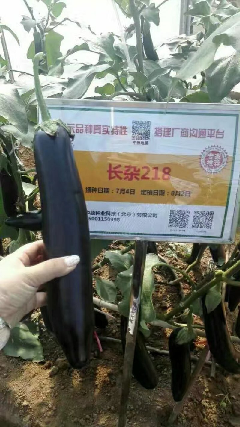 超亮黑将军茄子种子紫黑皮光泽特亮，亩产可达三万斤