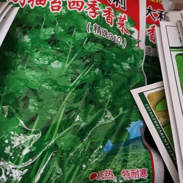 香菜种子