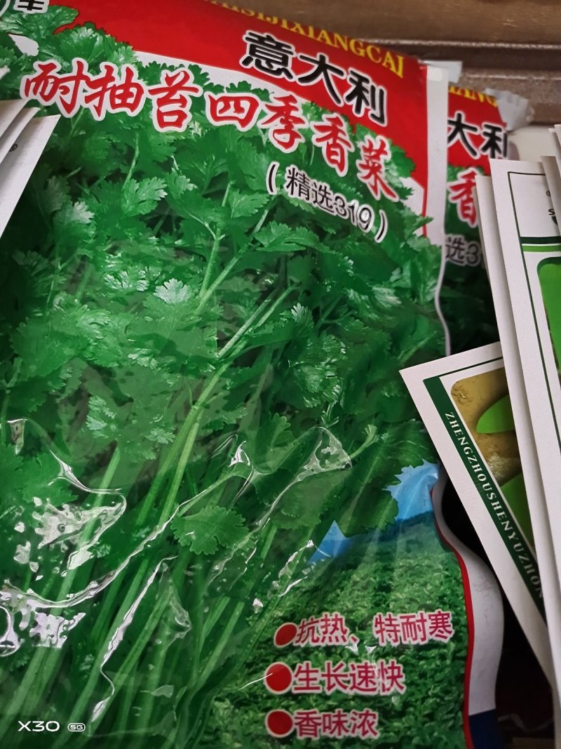 香菜种子