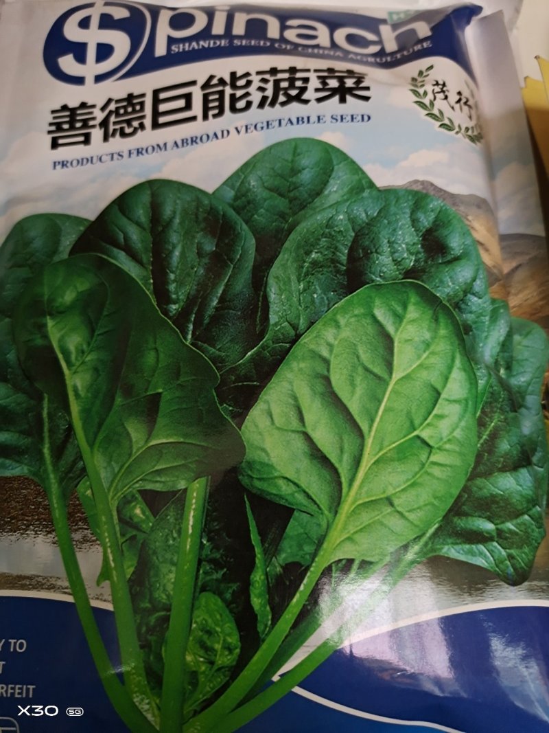香菜种子