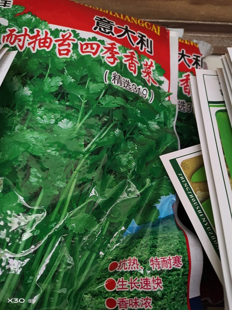 香菜种子