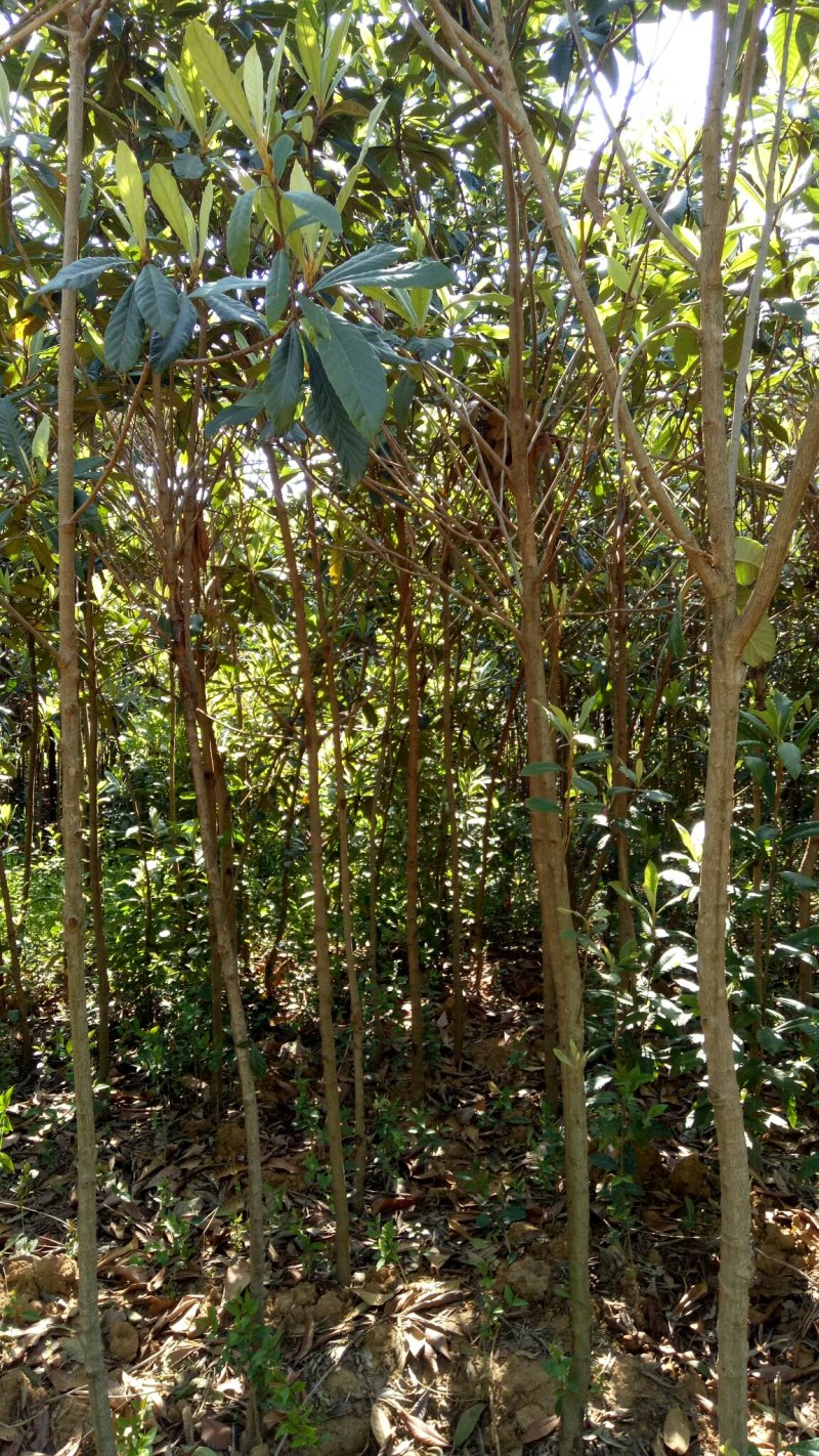 枇杷树苗枇杷树苗规格1---6公分