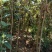 枇杷树苗枇杷树苗规格1---6公分